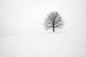 A bare tree stands black against a white background of snow